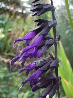 purple flowers are blooming in the garden