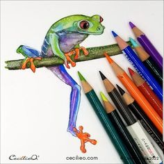 a drawing of a frog on a branch with colored pencils