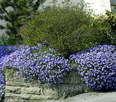 purple flowers are growing on the side of a stone wall in front of a house