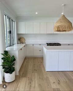 a large kitchen with white cabinets and wood flooring is pictured in this image, there is a potted plant on the counter