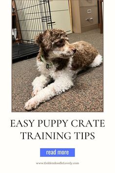 How to Crate Train your puppy