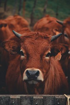 a herd of brown cows standing next to each other