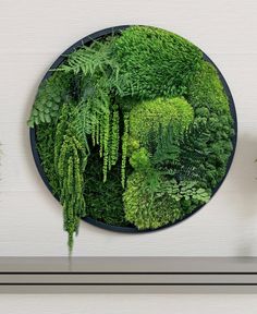 a plate that has some plants in it on the wall next to a potted plant