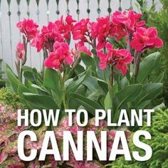 the cover of how to plant cannas, with pink flowers and green foliage in front