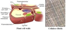 an image of the inside of a plant cell and what it is labeled in this diagram