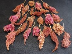 several dried flowers on a black surface