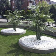 two palm trees sitting on top of a lush green field in front of a building