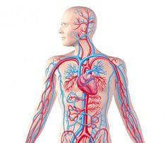 the human body is shown with blood vessels and heart valves in it's chest