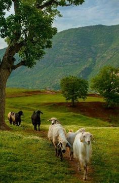 several goats are walking in the grass near a tree