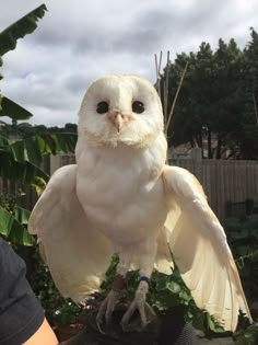 an owl sitting on top of a potted plant