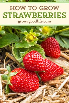 strawberries growing on the ground with text overlay that reads how to grow strawberries