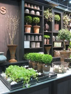 many potted plants are on display in a room with black walls and shelving