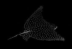 a black and white photo of a stingfish in the night sky with dots on it's tail