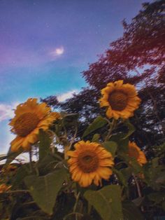 the sunflowers are blooming in the field with trees and blue sky behind them