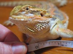 a small lizard sitting on top of a wooden table next to a measuring tape,