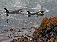 two black and white orca whales swimming in the water near rocks on an ocean shore