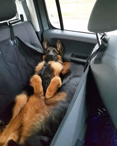 a dog laying in the back seat of a car with it's paws up