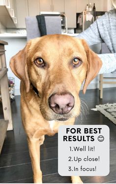 a brown dog standing on top of a kitchen floor