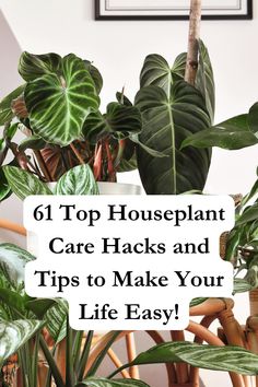 houseplant care hacks and tips to make your life easy