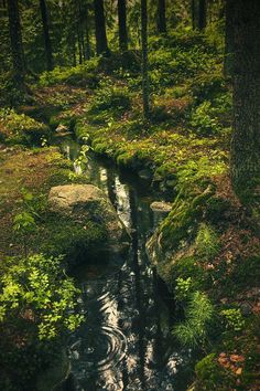 a stream running through a lush green forest