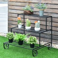 three tiered metal plant stand with potted plants on each shelf and two small cactuses in the background