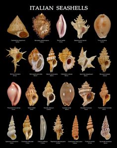 the different types of sea shells are shown in this poster, which shows them on black background