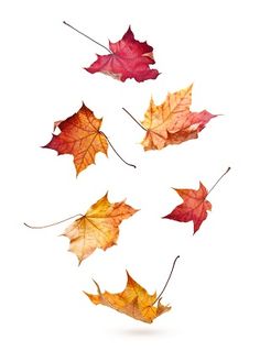 four autumn leaves flying in the air