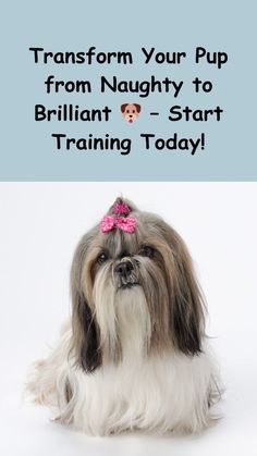 a small dog with a pink bow on it's head and the words transform your pup from naught to brilliant - start training today