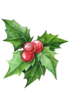 watercolor painting of holly with red berries and green leaves