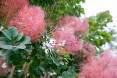 some pink flowers and green leaves on a tree