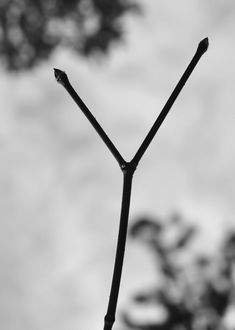 a black and white photo of a twig with the sky in the back ground