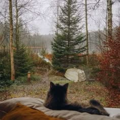 a black cat sitting on top of a bed next to a forest filled with trees