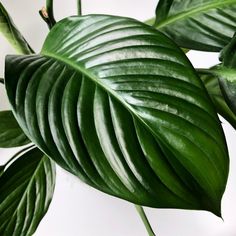 a close up of a green leaf on a plant