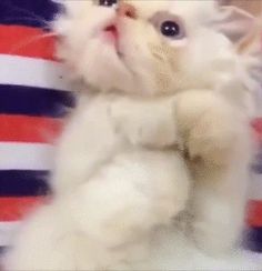 a white cat sitting on its hind legs and looking up at the camera with an american flag background