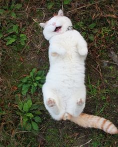 a white cat laying on its back in the grass