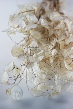 some white flowers that are laying on the ground