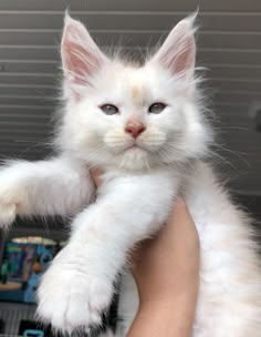 a white kitten is being held in someone's arms and has it's paw up