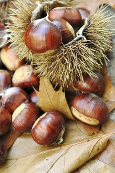 some chestnuts and leaves on the ground