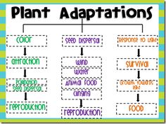 a plant diagram with the words plants and other things to describe in each part of it