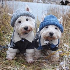 two small white dogs standing next to each other on top of a grass covered field