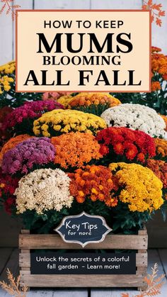 flowers in a crate with the title how to keep mums blooming all fall