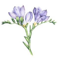 watercolor painting of purple crocsant flowers with green stems and buds on a white background