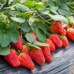 several strawberries are growing on the vine and ready to be picked from the bush