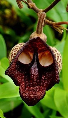 the flower is hanging upside down from the tree branch with its open mouth and large eyes