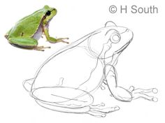 a drawing of a frog sitting on top of a piece of paper next to it's outline