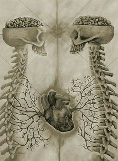 two drawings of the human body and their organs