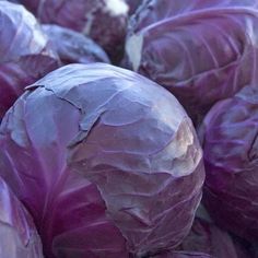 purple cabbages are piled up together in the middle of the day, ready to be eaten