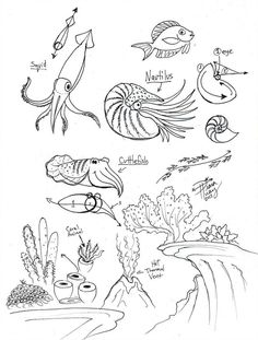 an image of marine life coloring pages