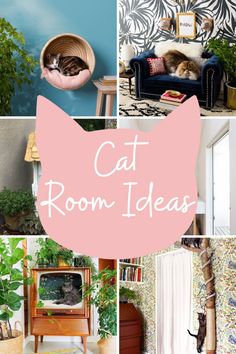 a collage of different rooms with cats in them and text that reads cat room ideas