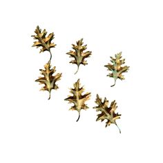 four different types of leaves on a white background